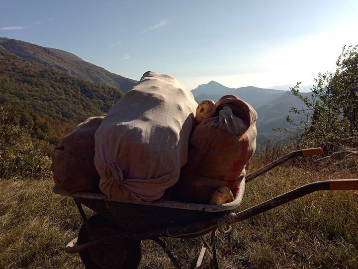 Anche questa mattina raccolta di Rapa Bianca di …