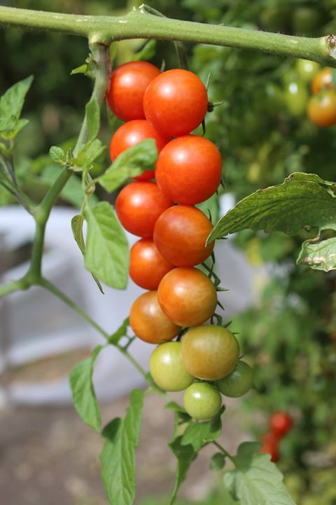 Il nostro orto continua a donarci i suoi frutti …