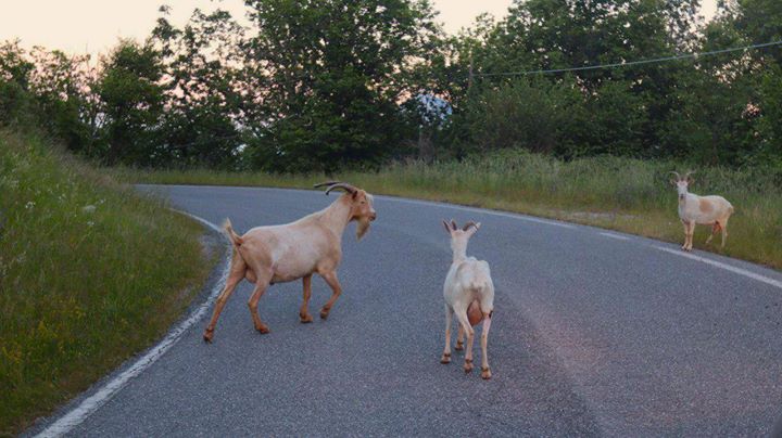 Incontri interessanti sulle nostre strade. Un …